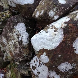 lichen rocks